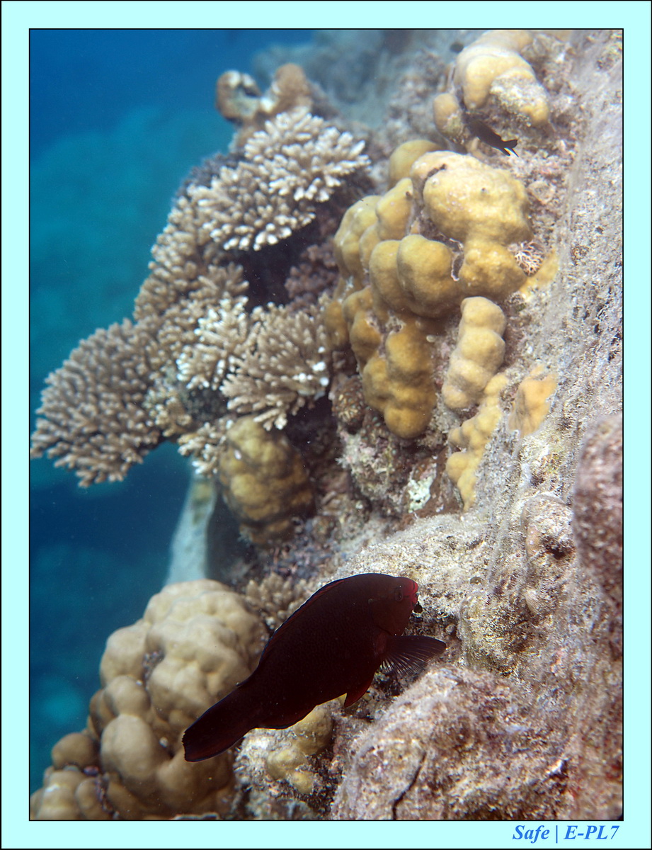 2016 - 07 - Leng Tengah - 054